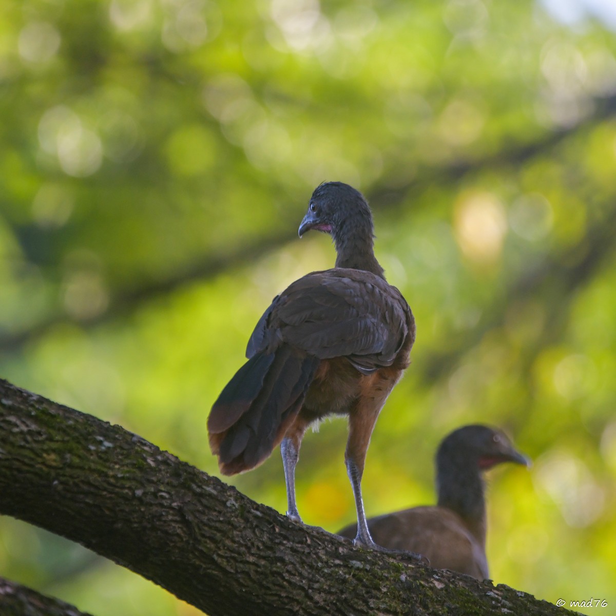 Rufous-vented Chachalaca - MARIO DELGADO