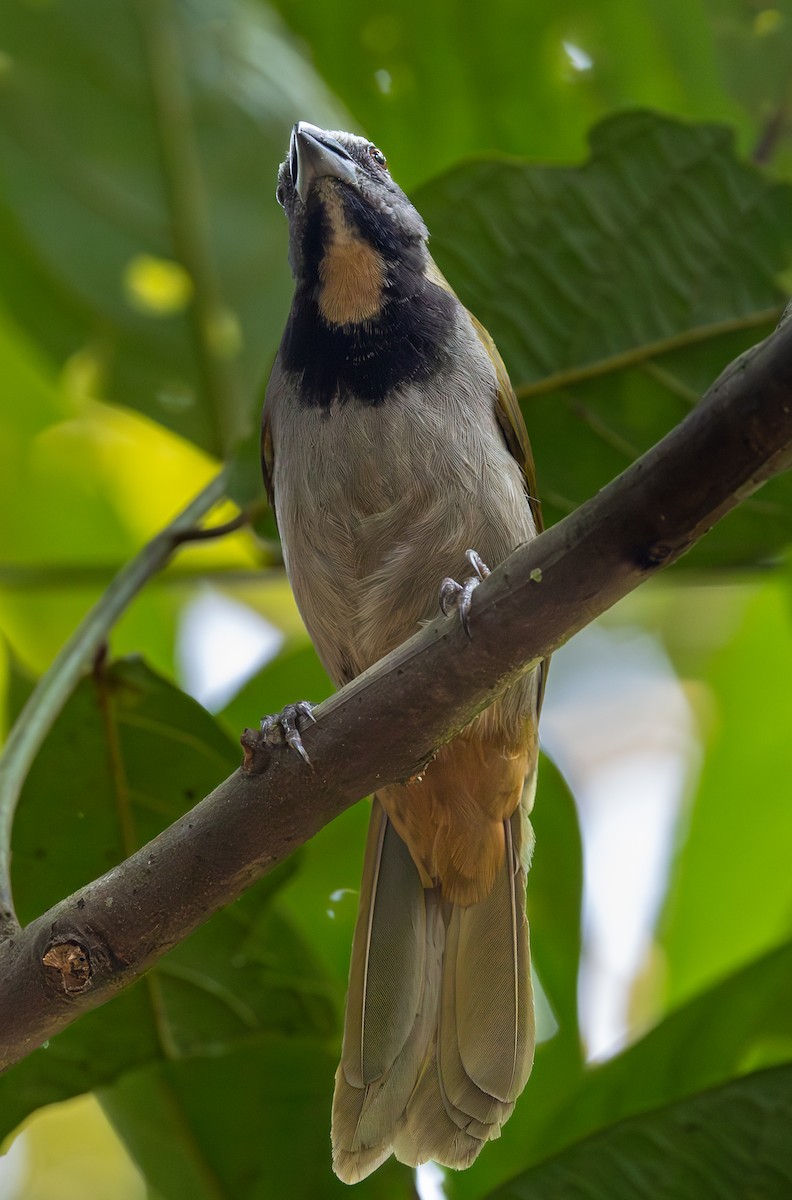 Saltator des grands-bois - ML620910360