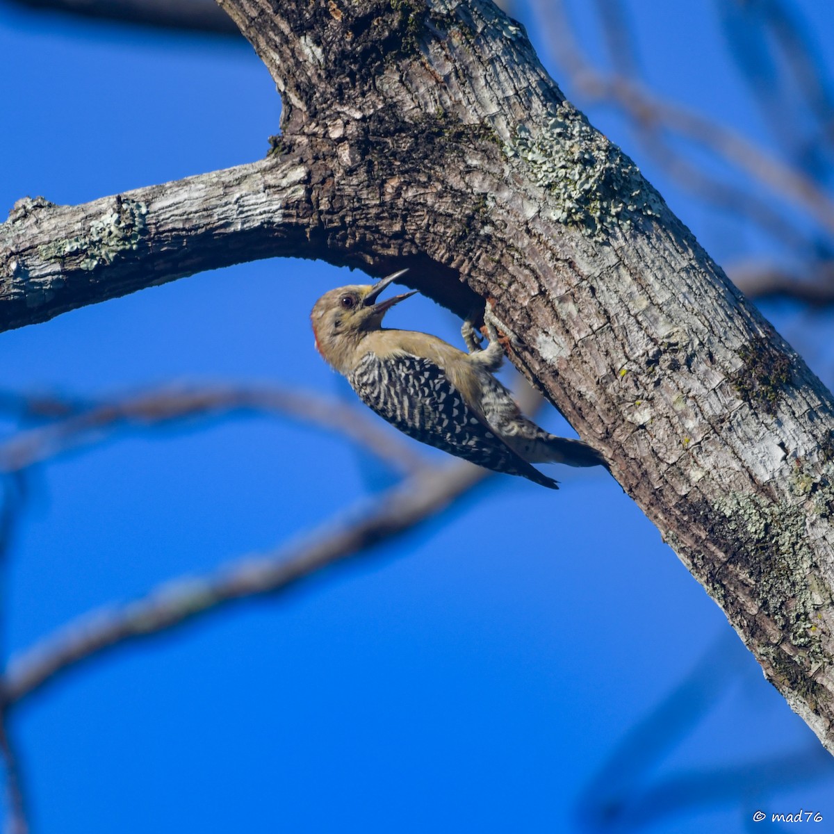 Red-crowned Woodpecker - ML620910364