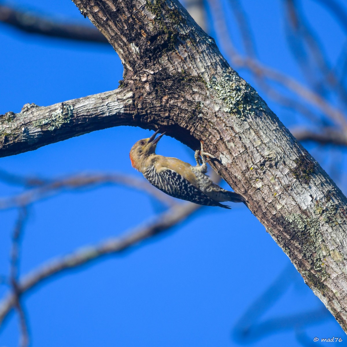 Red-crowned Woodpecker - ML620910365