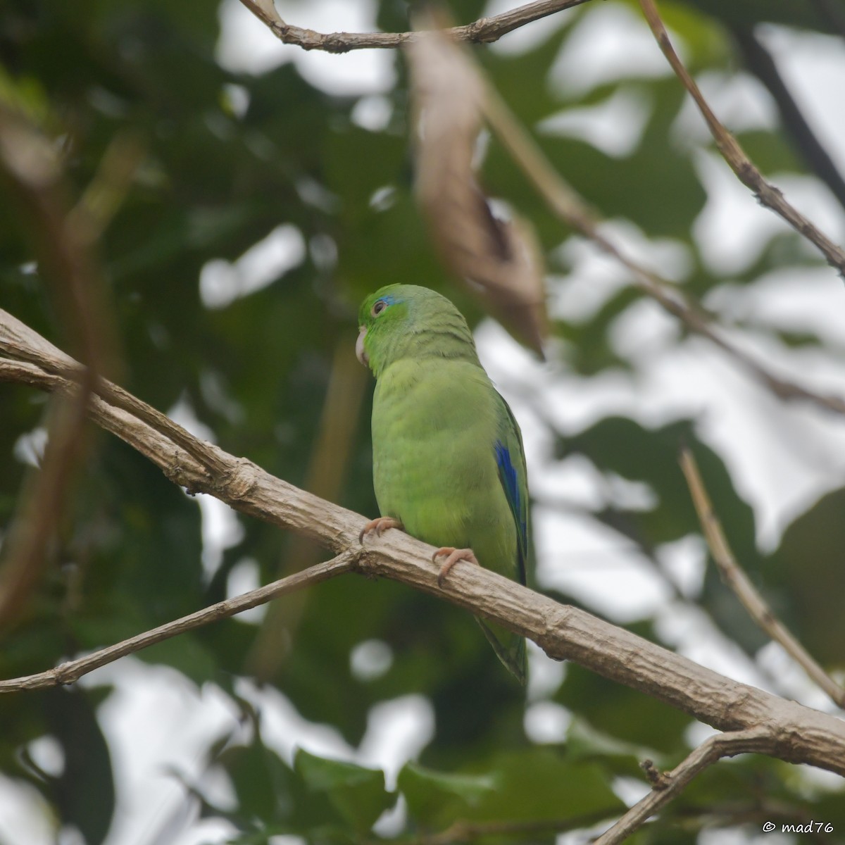Spectacled Parrotlet - ML620910373