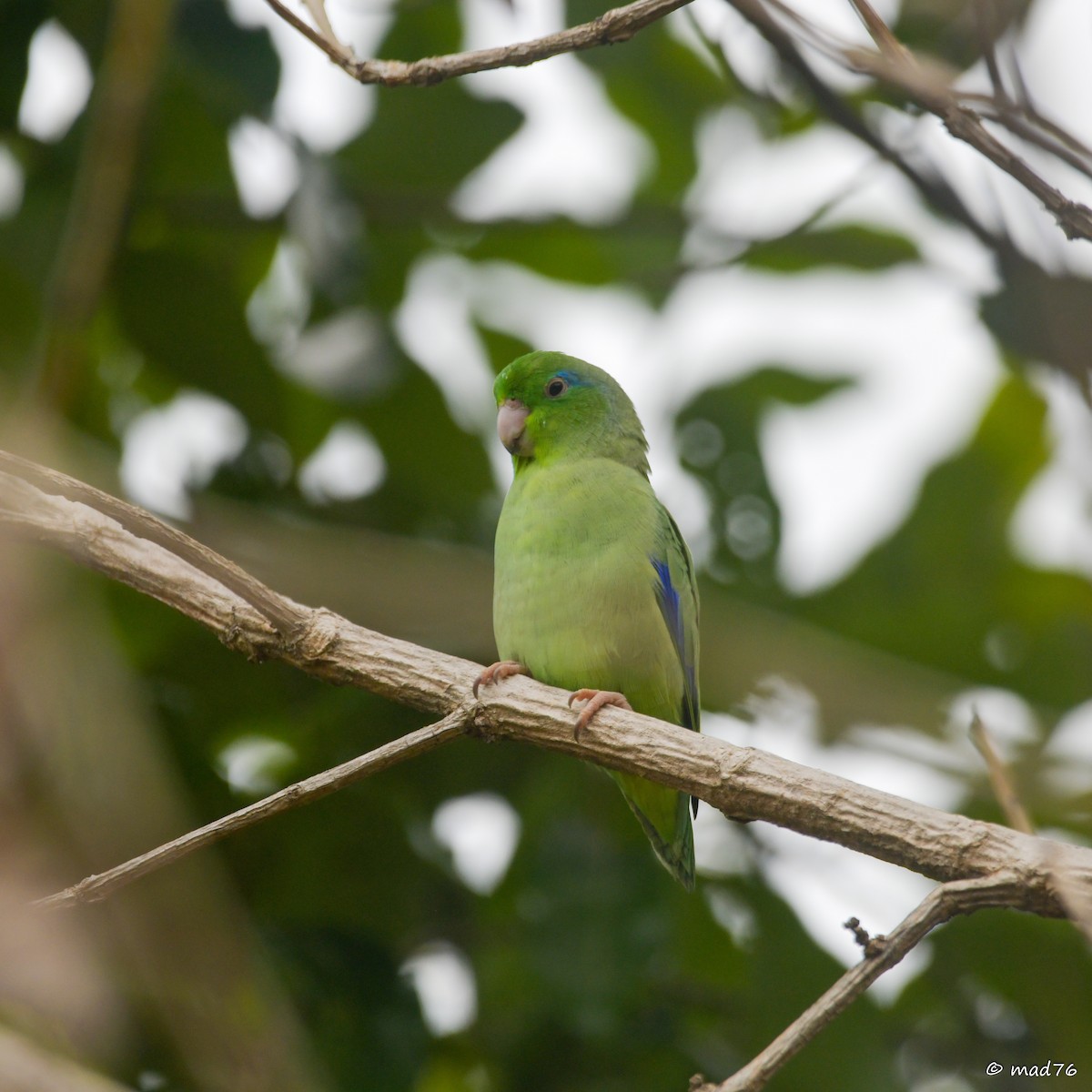 Spectacled Parrotlet - ML620910374
