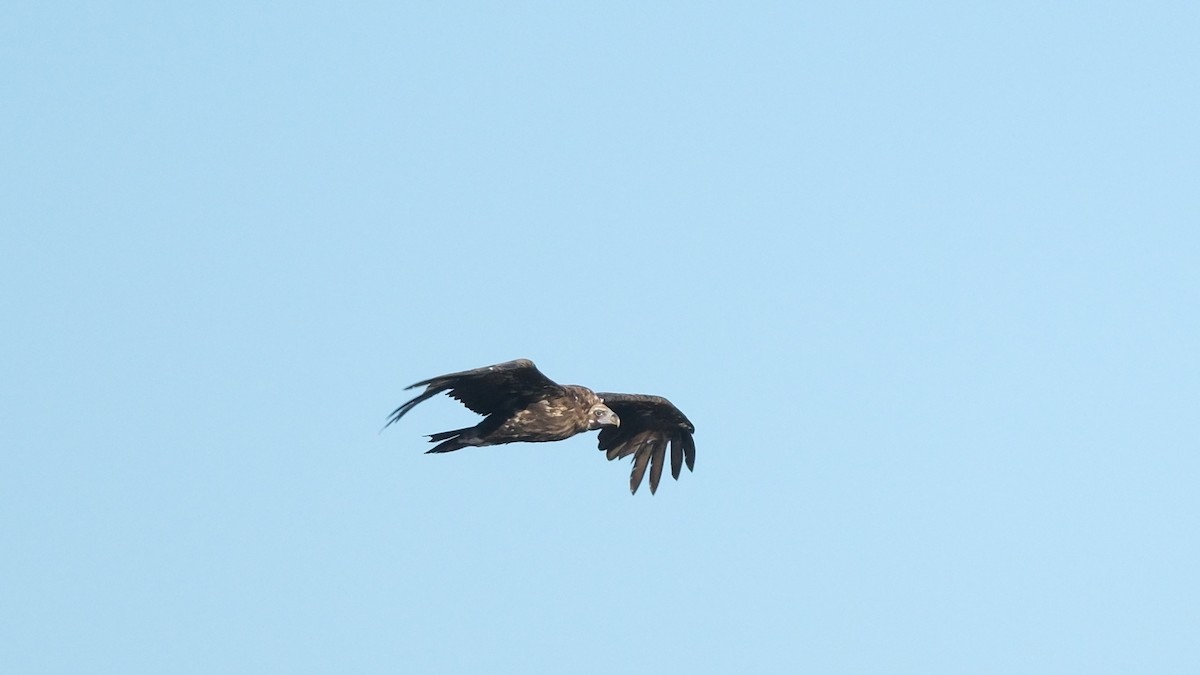 Cinereous Vulture - ML620910380