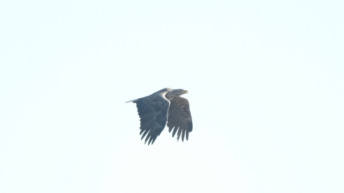White-tailed Eagle - ML620910389