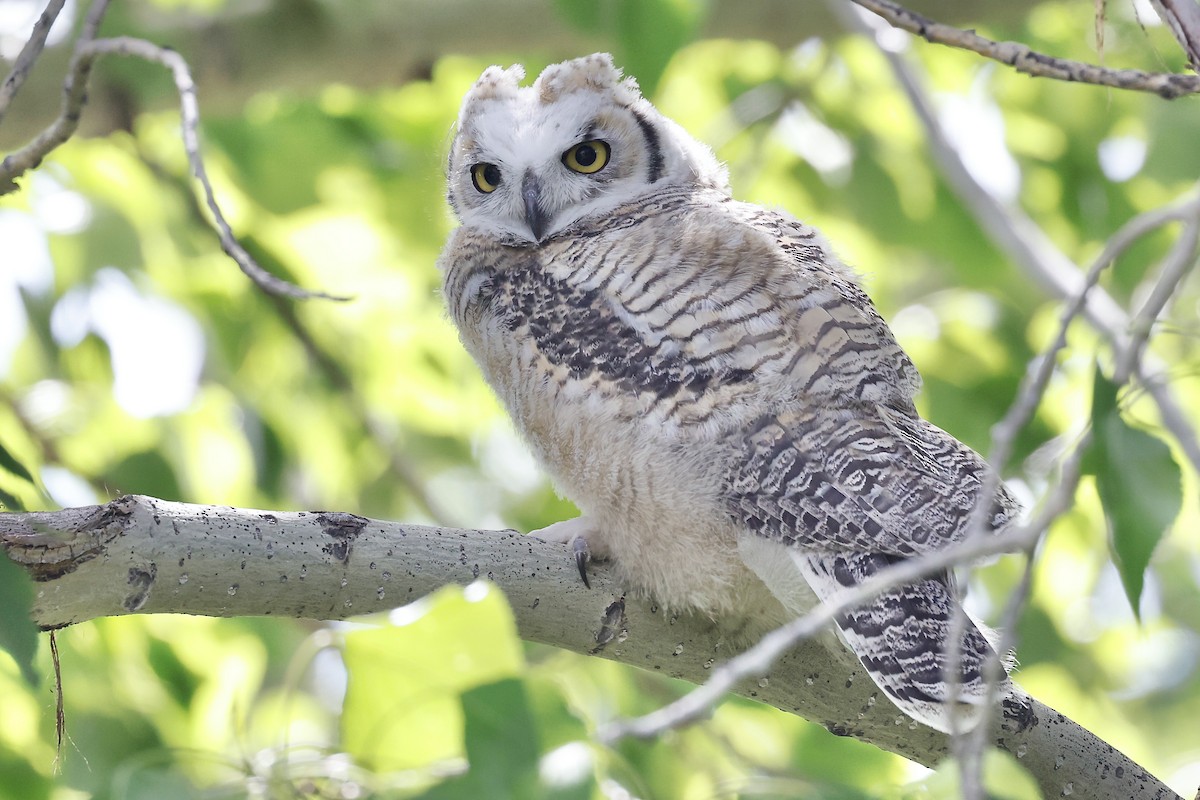 Great Horned Owl - ML620910398