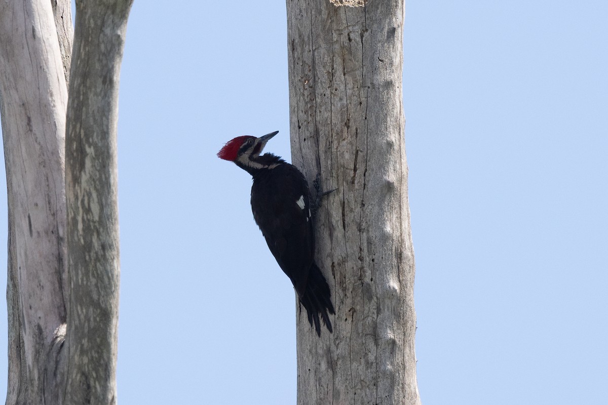 Pileated Woodpecker - ML620910426