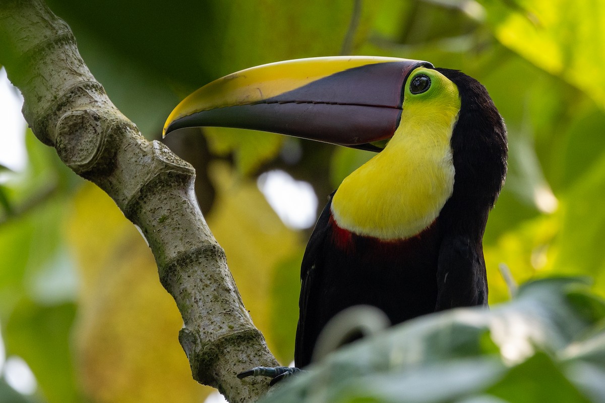 Yellow-throated Toucan - ML620910436