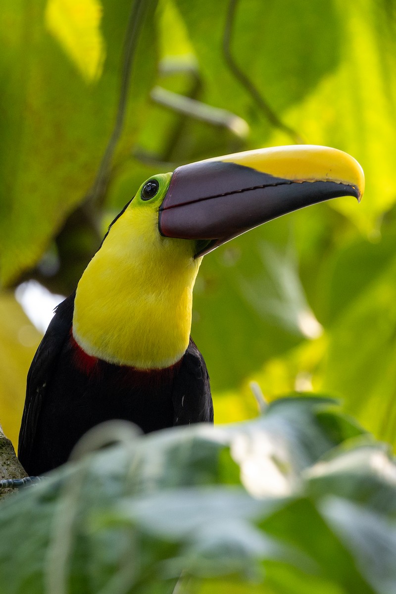 Yellow-throated Toucan - ML620910437