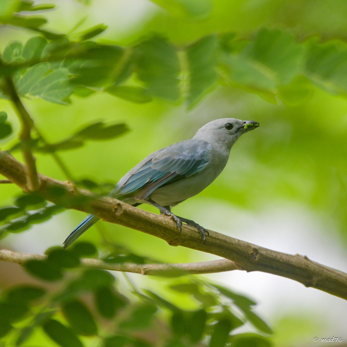 Blue-gray Tanager - ML620910480
