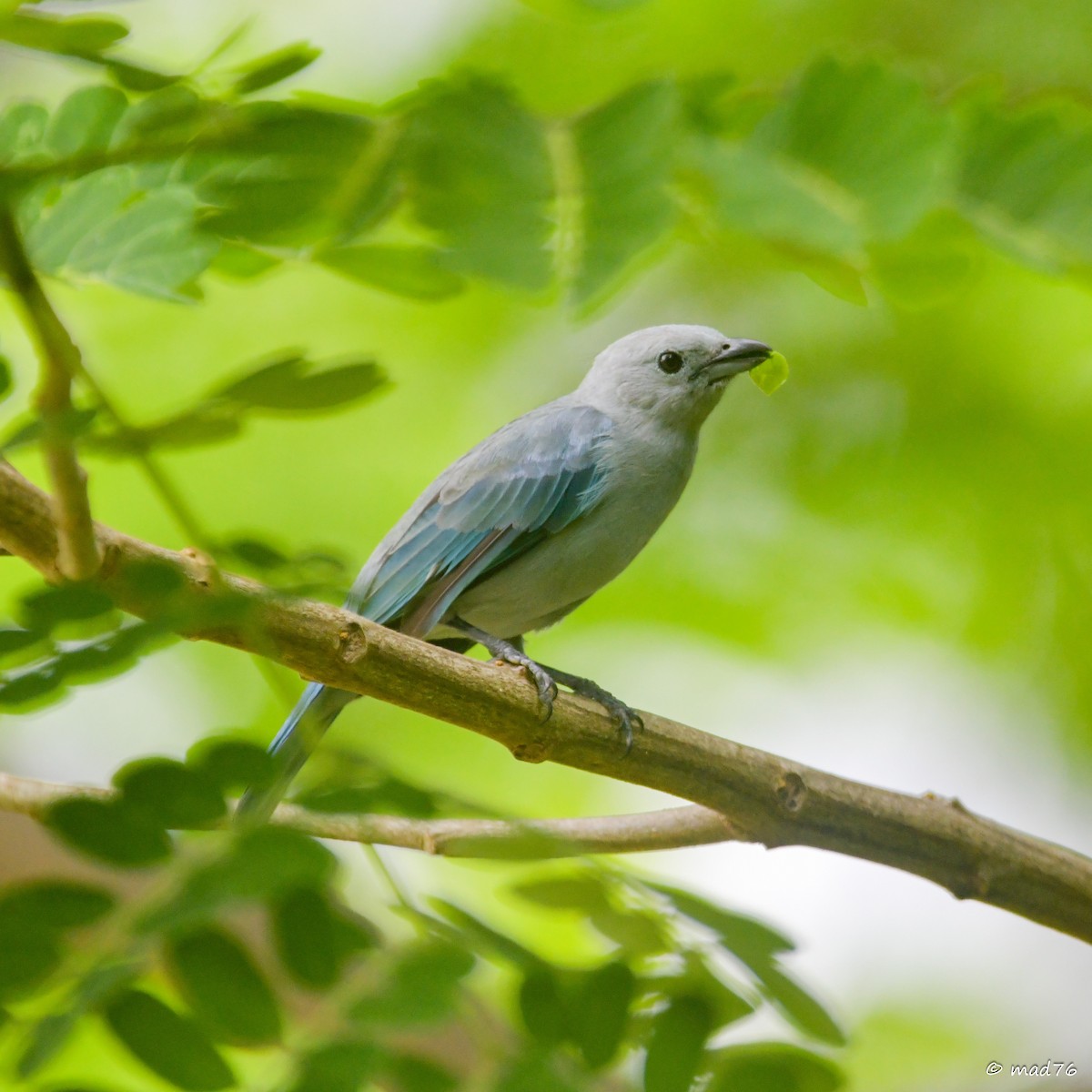 Blue-gray Tanager - ML620910481