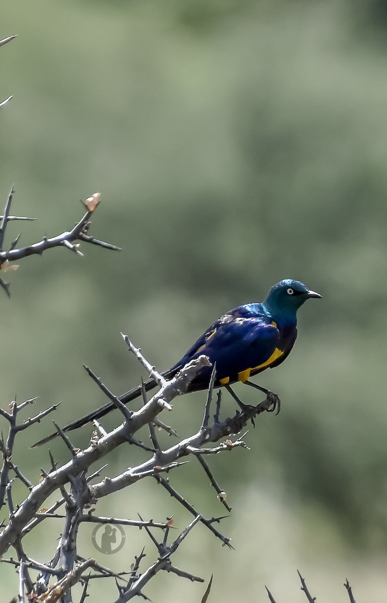 Golden-breasted Starling - ML620910488