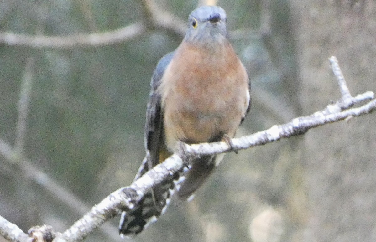 Fan-tailed Cuckoo - ML620910492