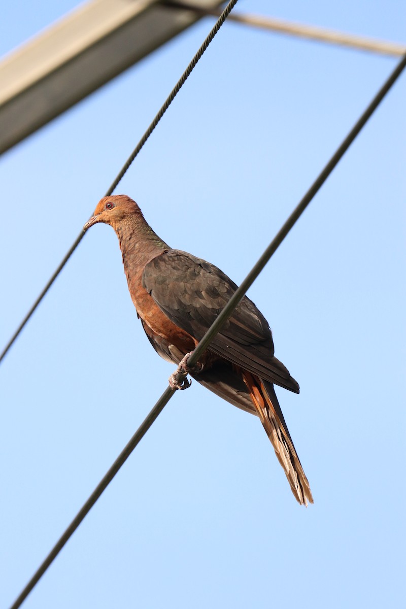 Philippine Cuckoo-Dove - ML620910521
