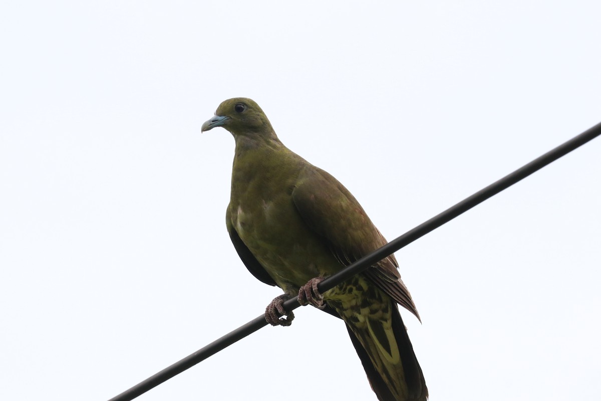 Whistling Green-Pigeon - ML620910523