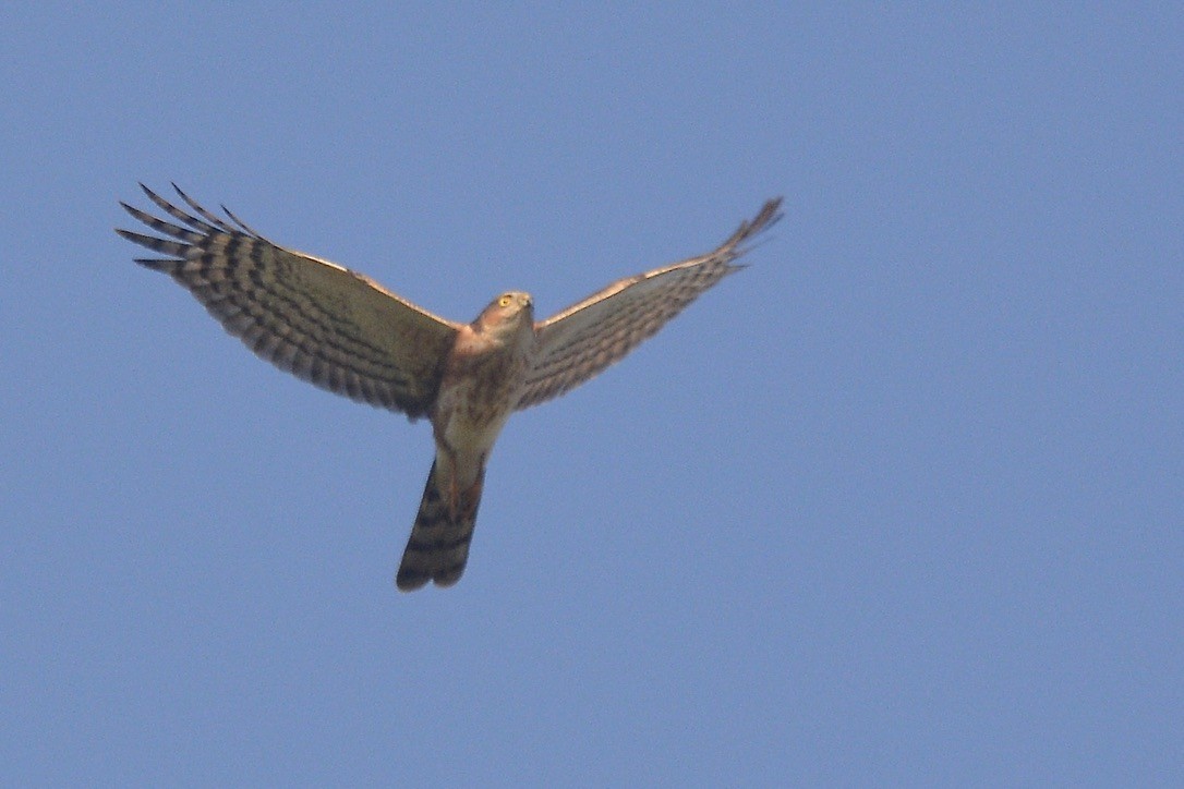 Rufous-breasted Sparrowhawk - ML620910527
