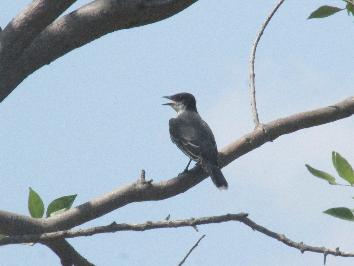 Eastern Kingbird - Russell Barrantes