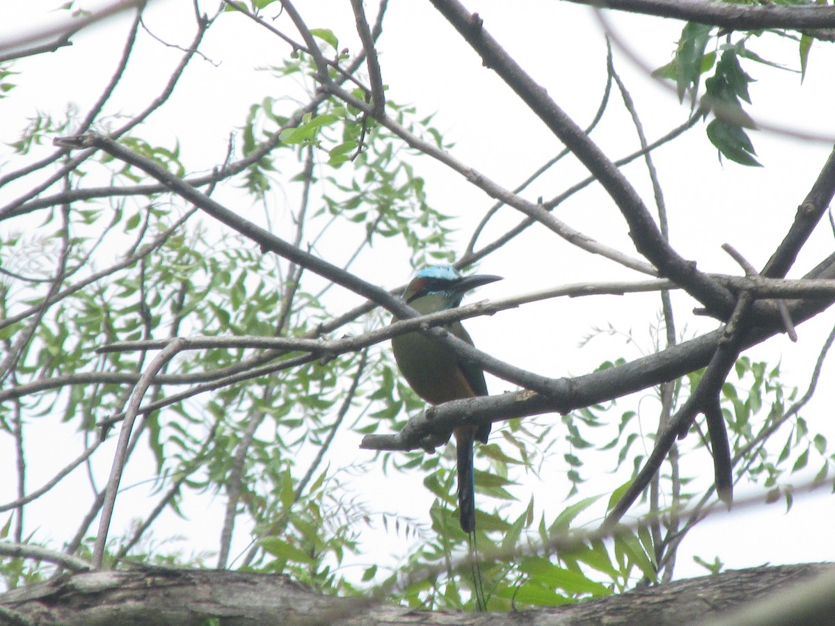Turquoise-browed Motmot - Russell Barrantes