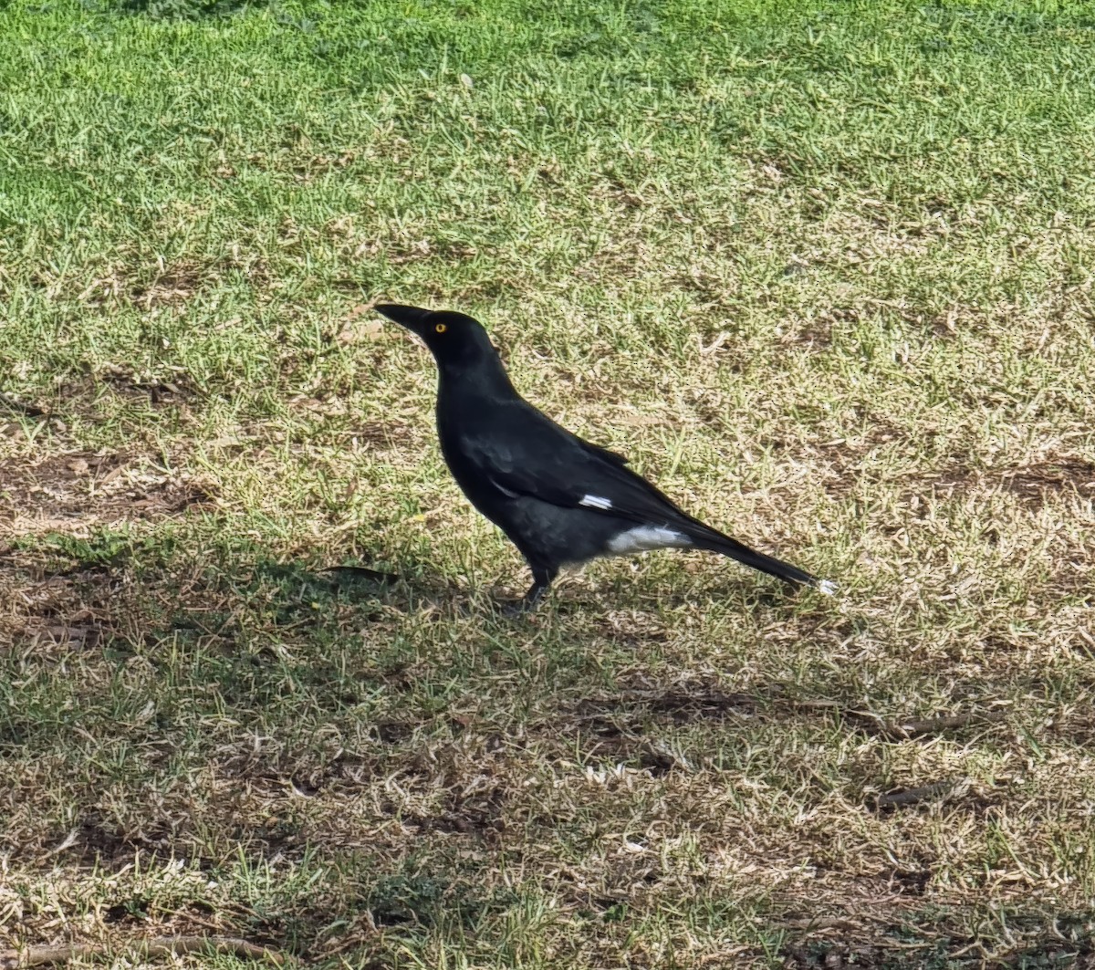 Pied Currawong - ML620910567