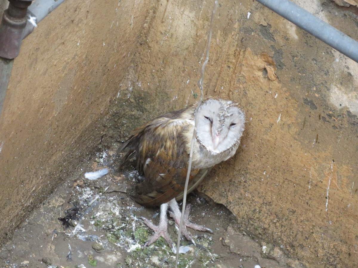 Eastern Barn Owl - ML620910572