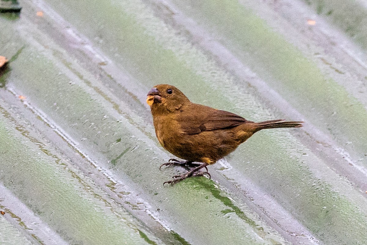Variable Seedeater - ML620910623