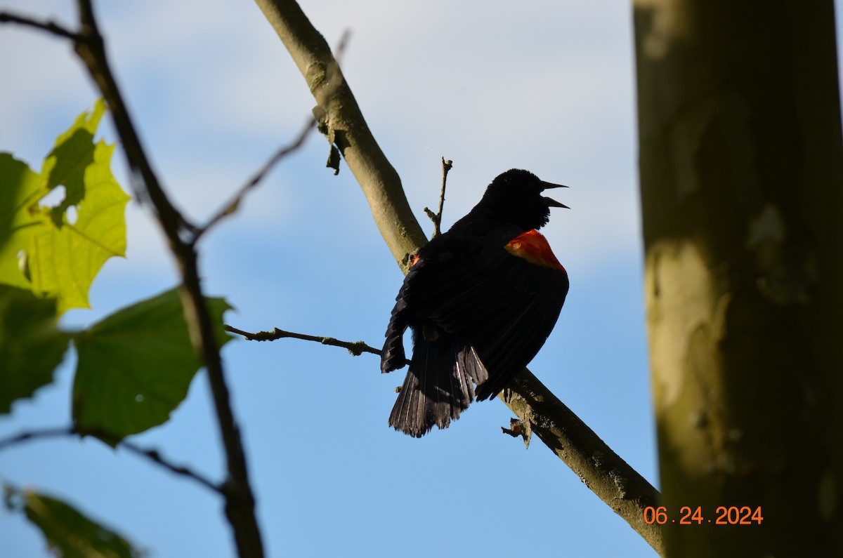 Red-winged Blackbird - ML620910634