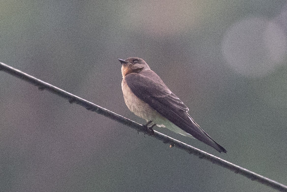 Southern Rough-winged Swallow - ML620910639