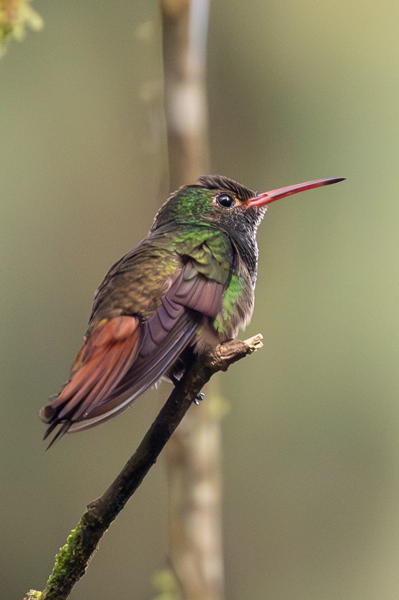 Rufous-tailed Hummingbird - ML620910641