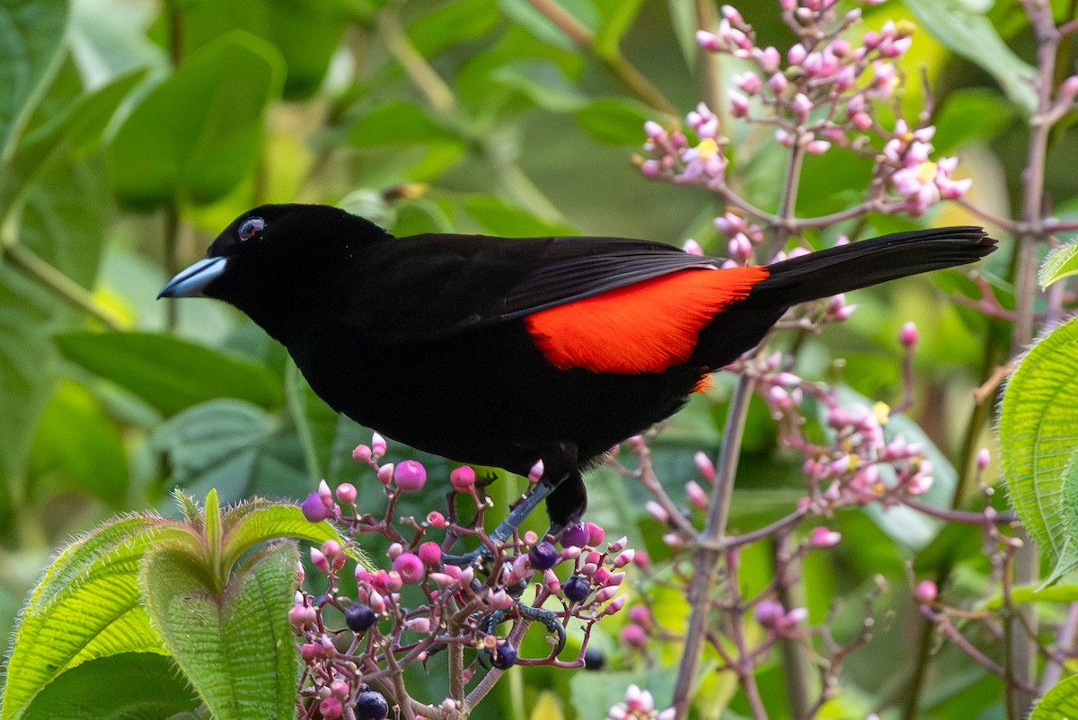 Scarlet-rumped Tanager - ML620910642