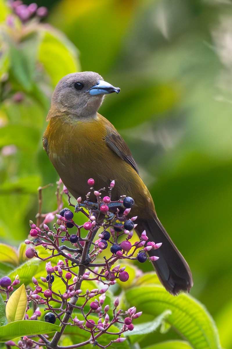 Scarlet-rumped Tanager - ML620910643