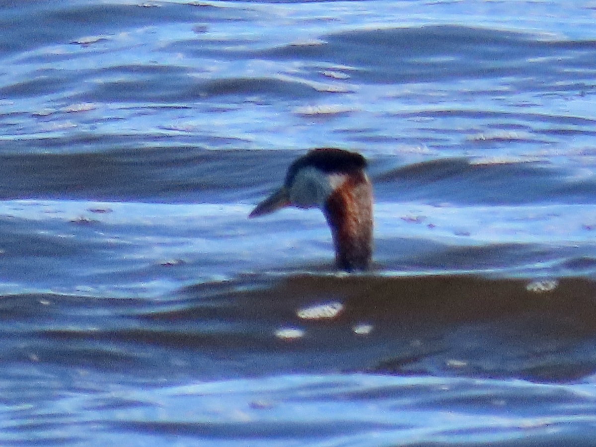Red-necked Grebe - ML620910654