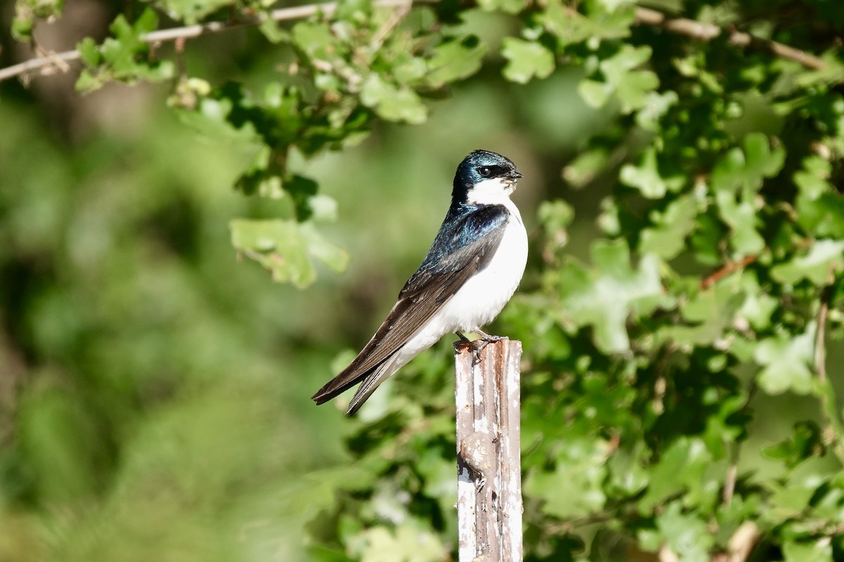 Tree Swallow - ML620910668