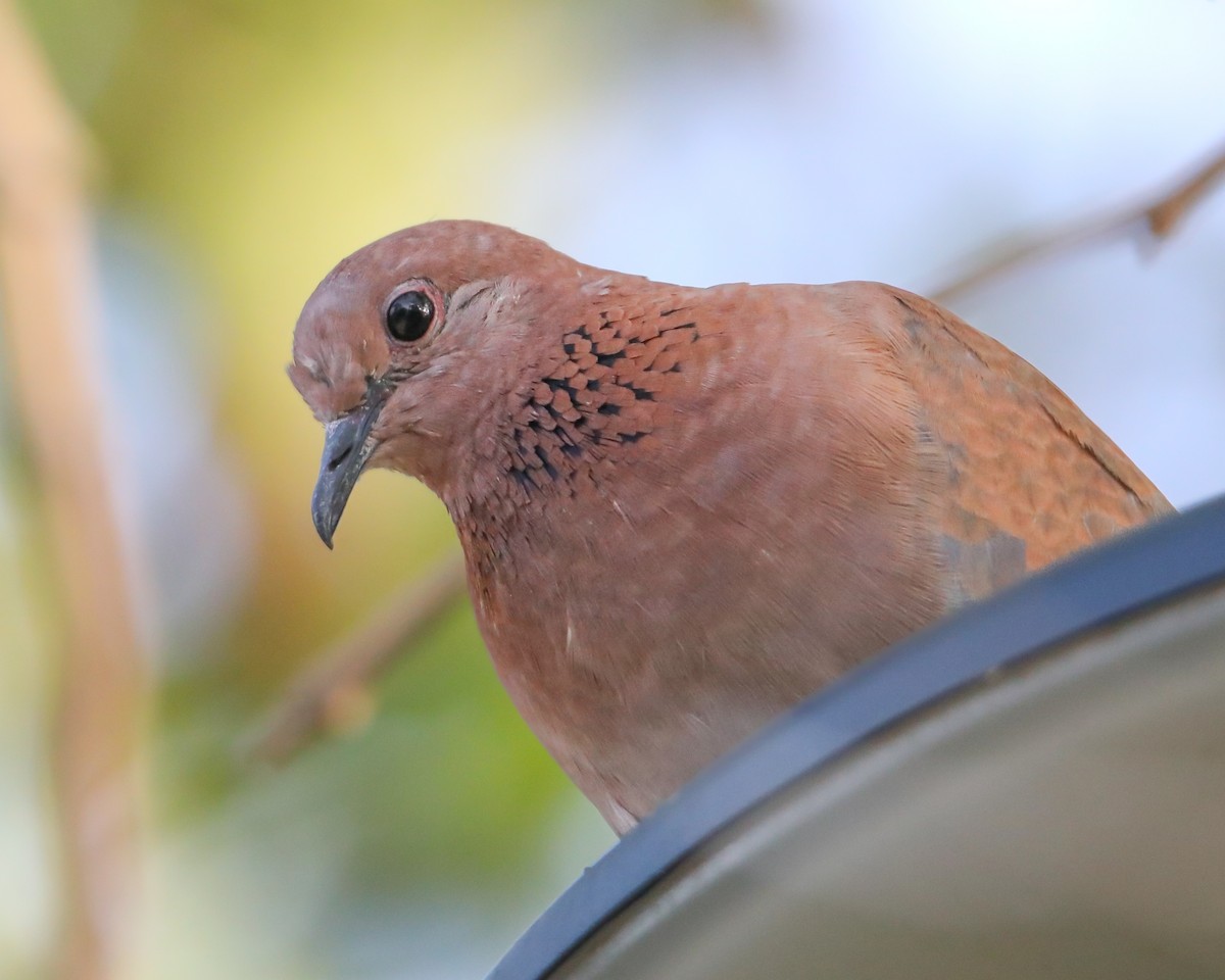 Laughing Dove - ML620910692