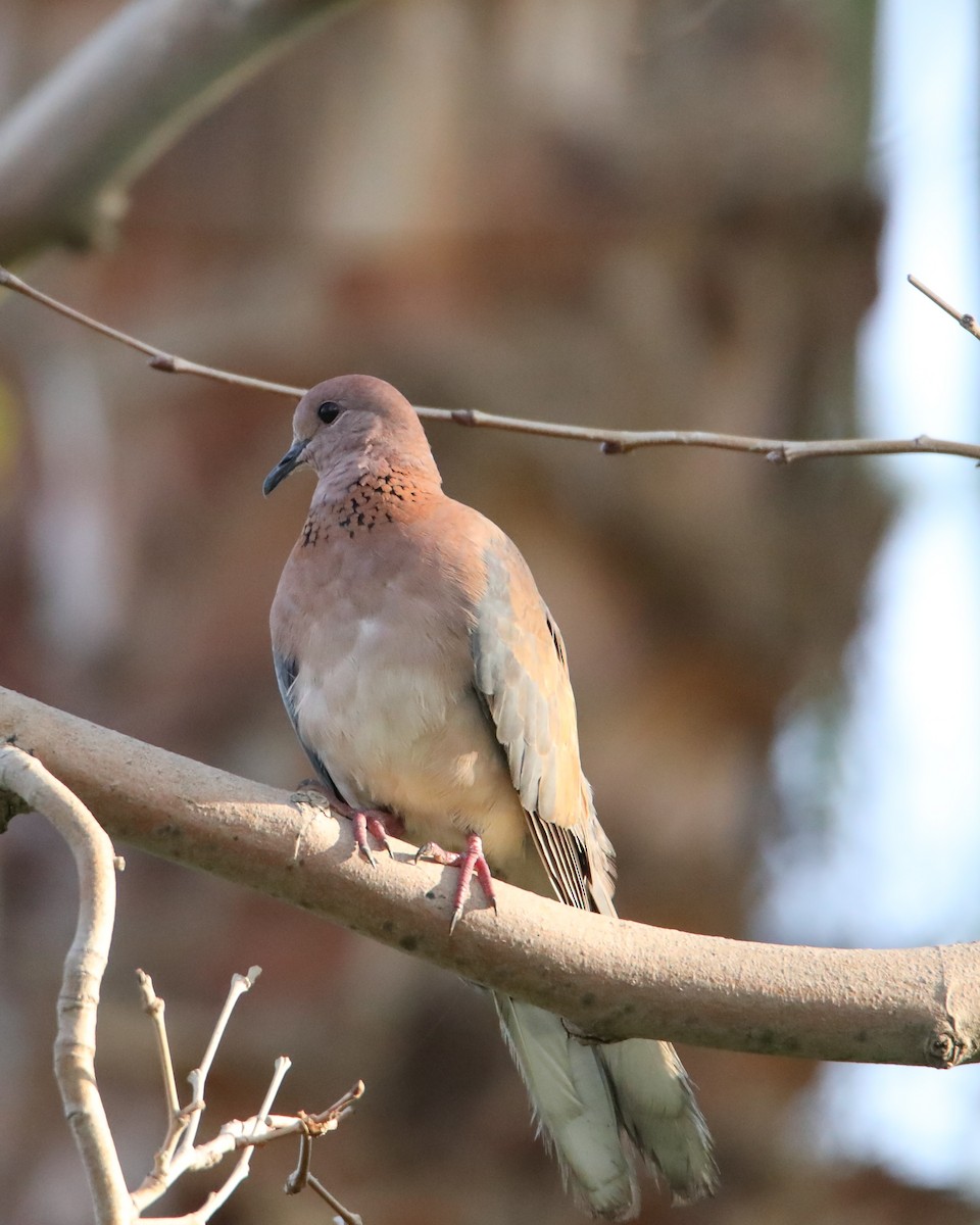 Laughing Dove - ML620910693