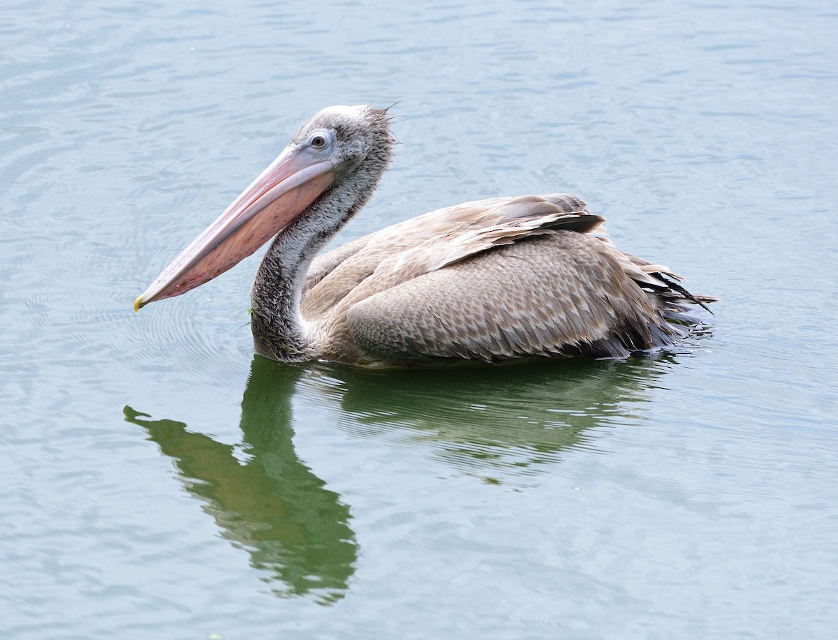 pelikán skvrnozobý - ML620910718