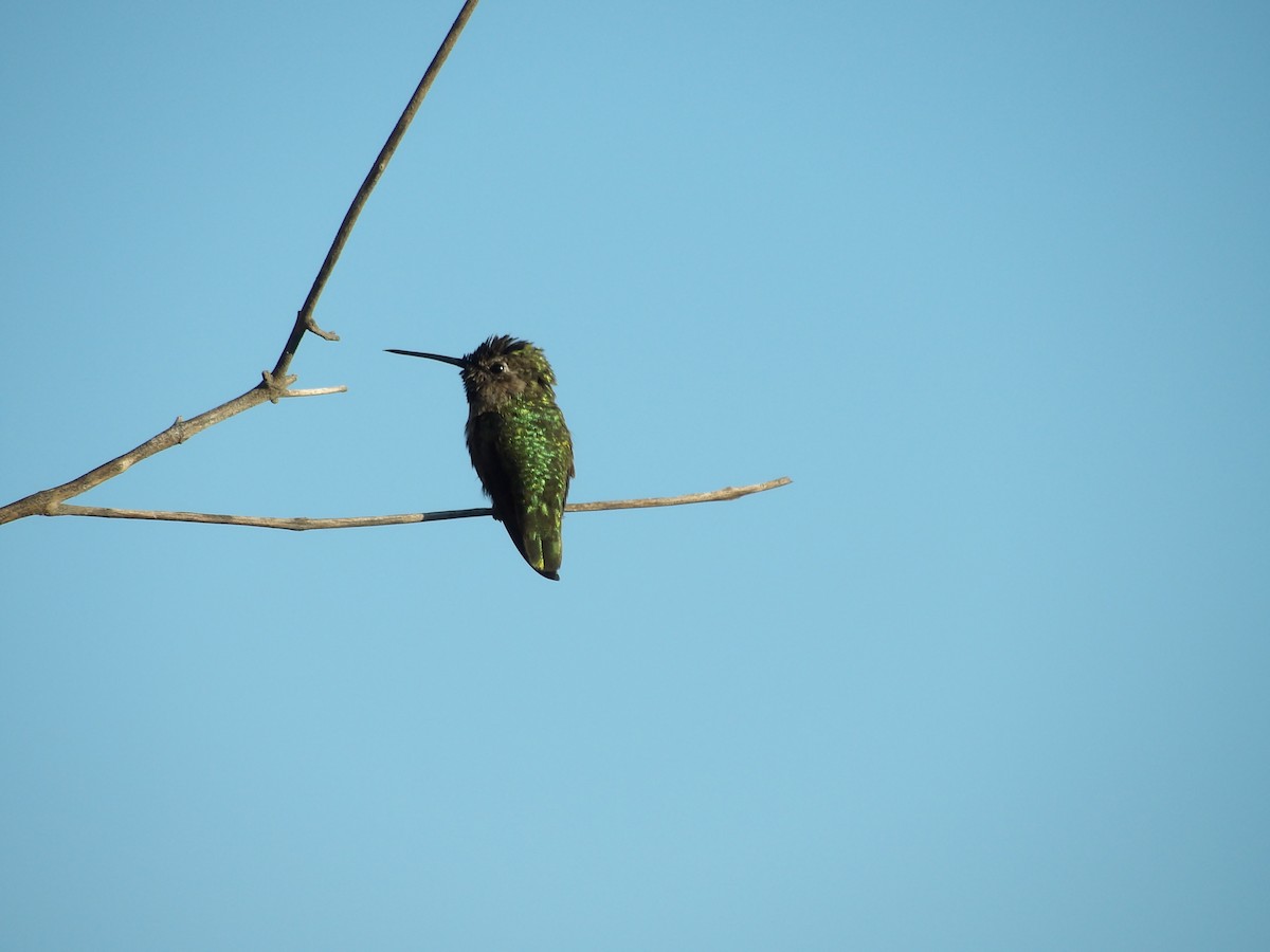 Anna's Hummingbird - ML620910719