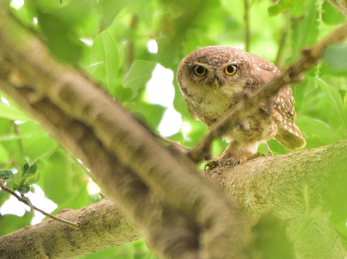Spotted Owlet - ML620910723