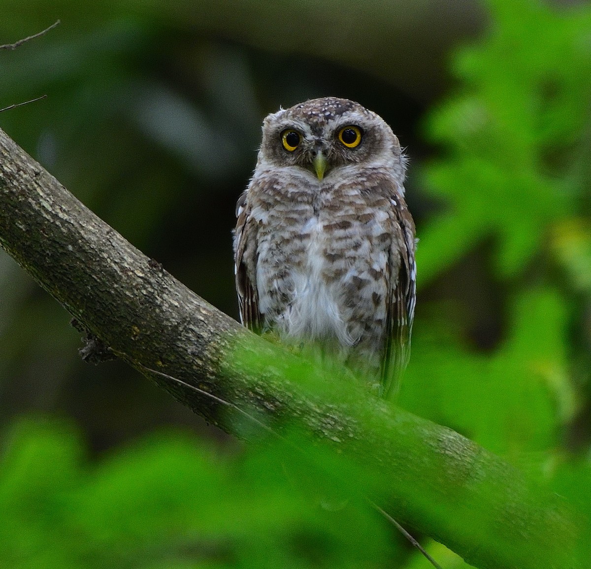 Spotted Owlet - ML620910724