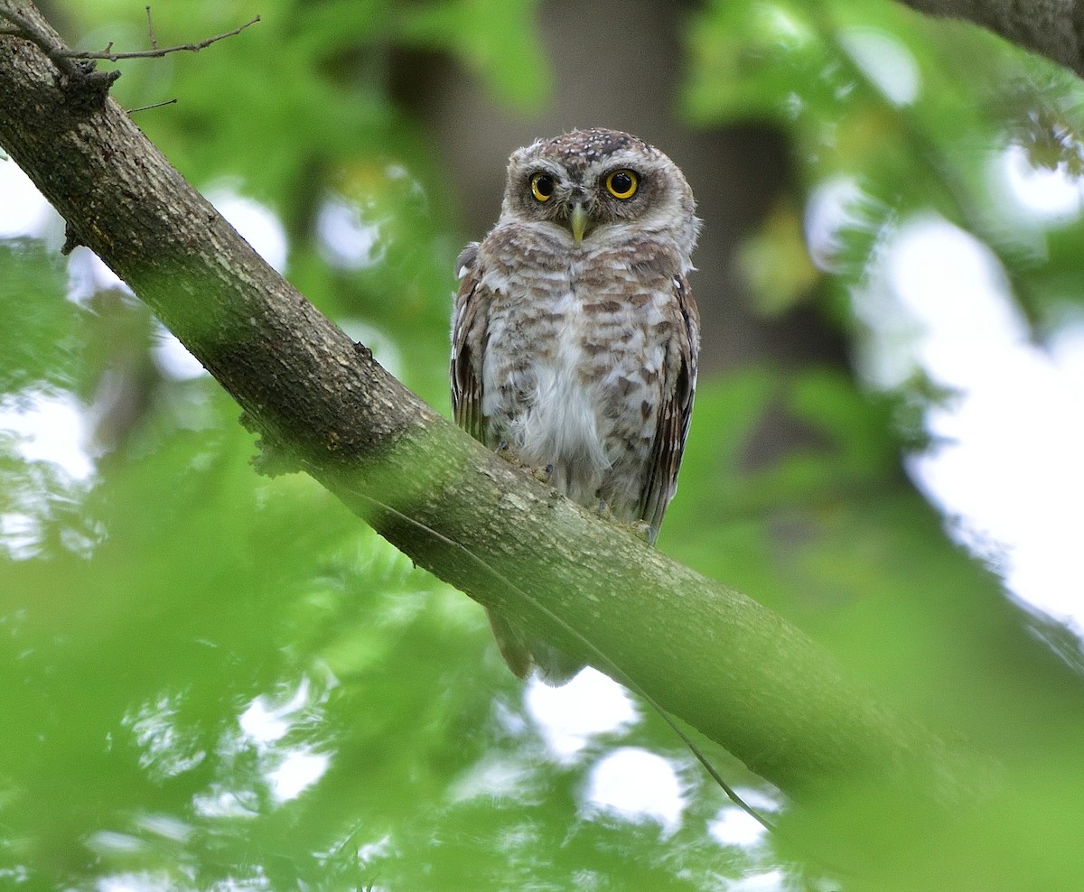 Spotted Owlet - ML620910725
