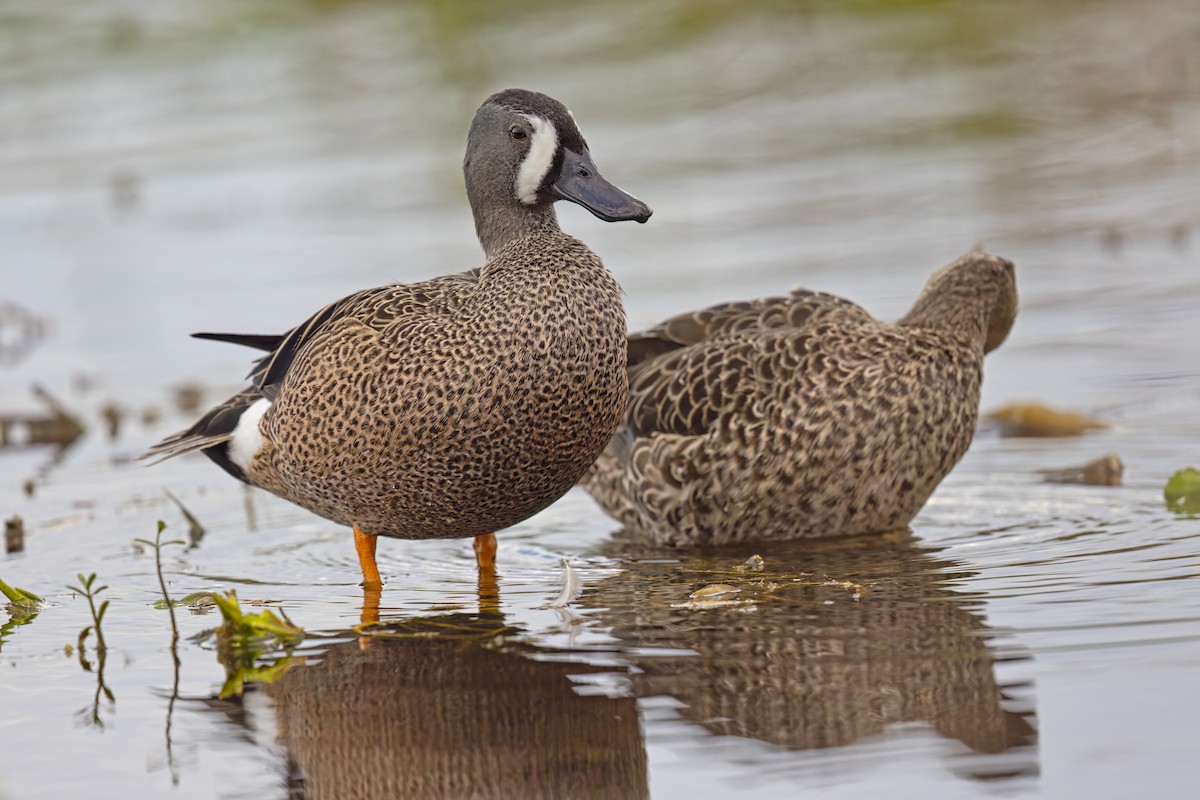 Blue-winged Teal - ML620910737