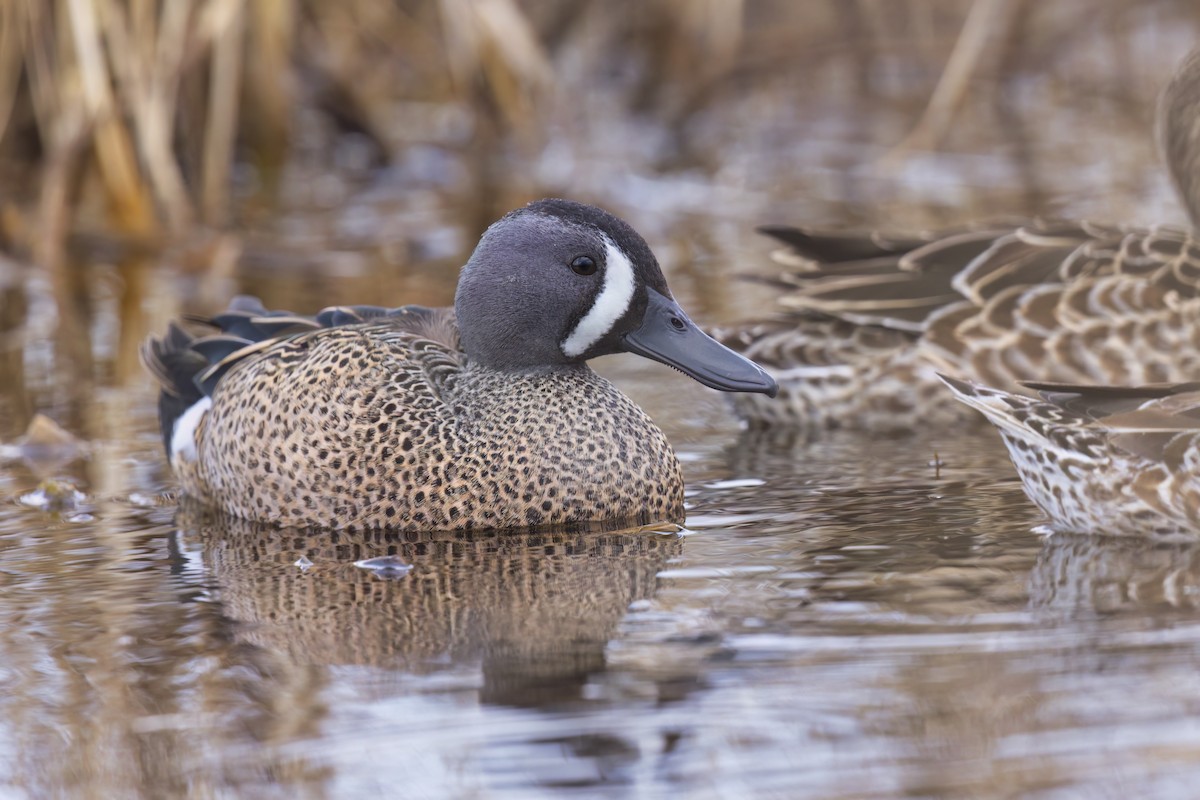 Blue-winged Teal - ML620910738
