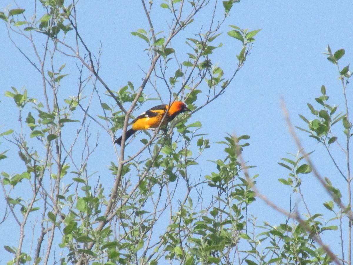 Spot-breasted Oriole - ML620910742