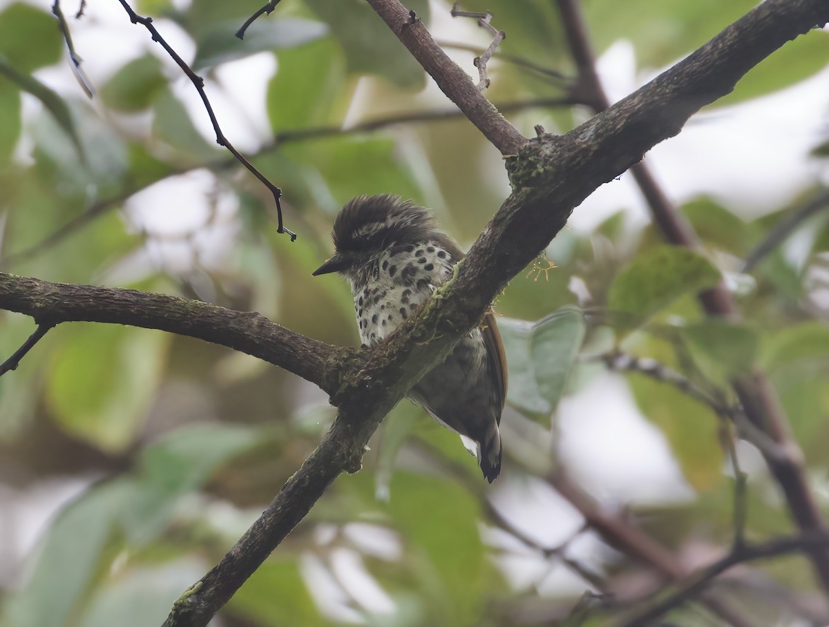 Speckled Piculet - ML620910758
