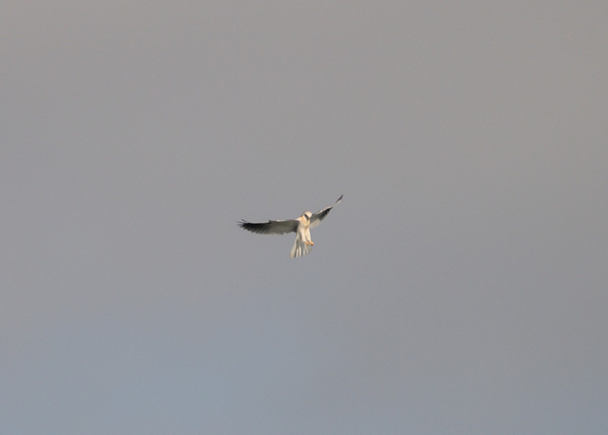 White-tailed Kite - ML620910759
