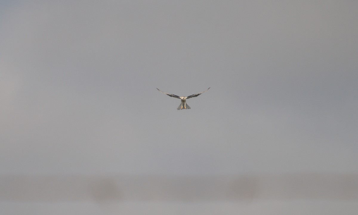 White-tailed Kite - ML620910760