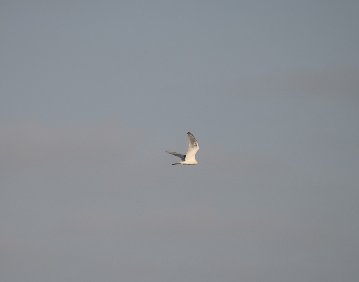 White-tailed Kite - ML620910761