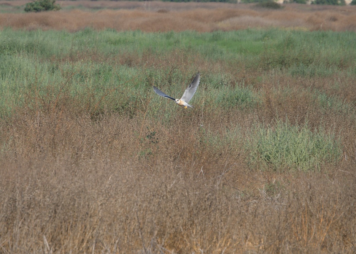 White-tailed Kite - ML620910764