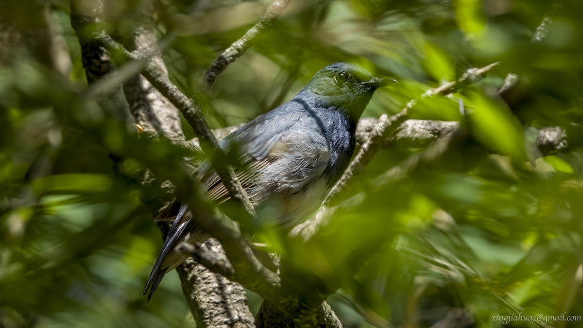 Blackthroat - Jiahua Xing