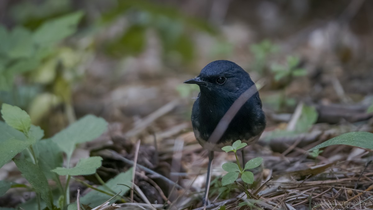 Blackthroat - Jiahua Xing