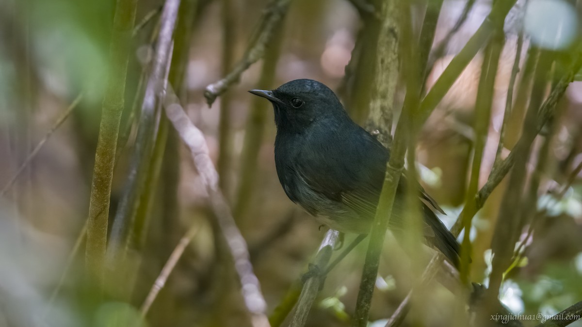 Blackthroat - Jiahua Xing