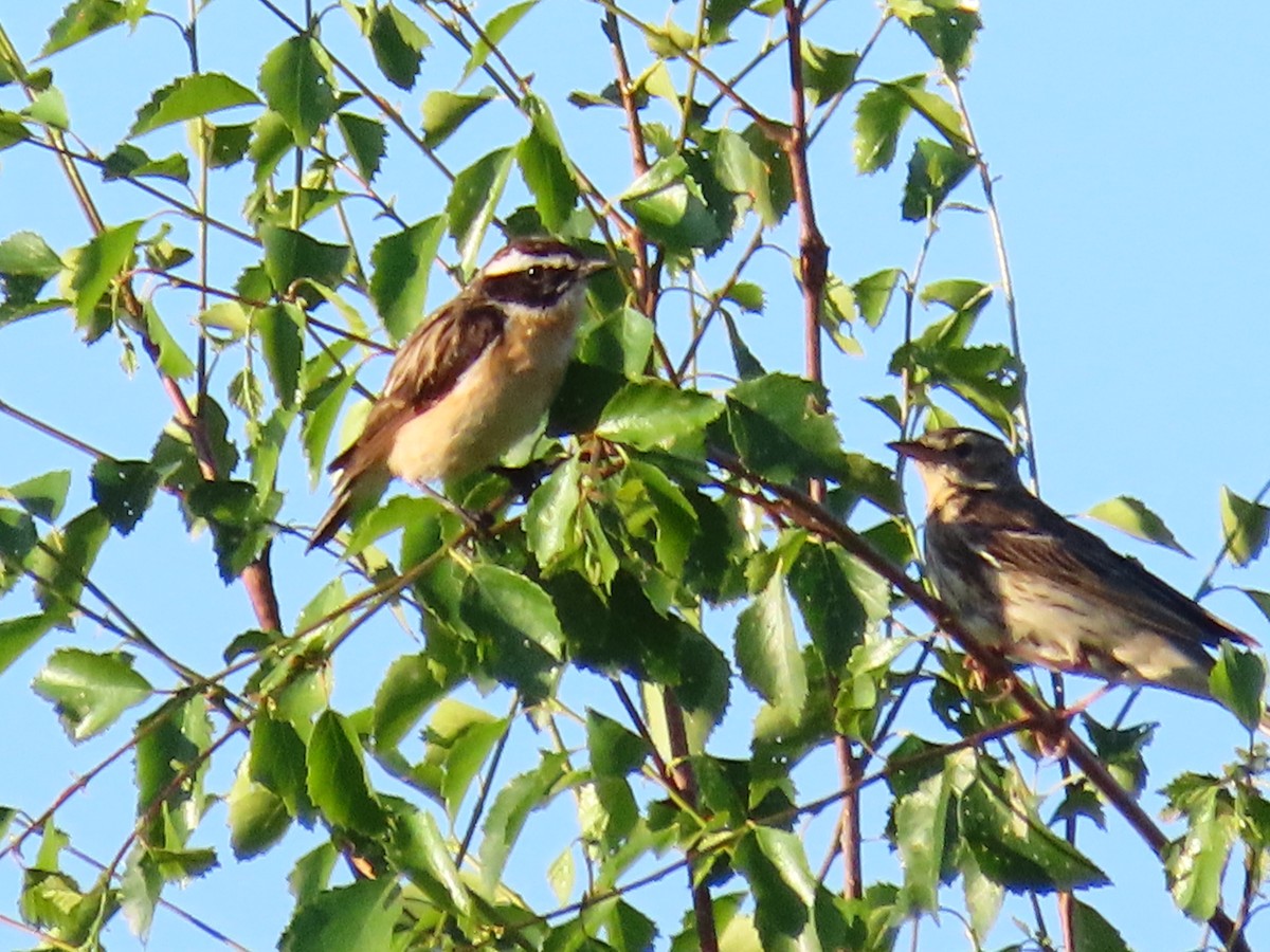 Whinchat - ML620910776